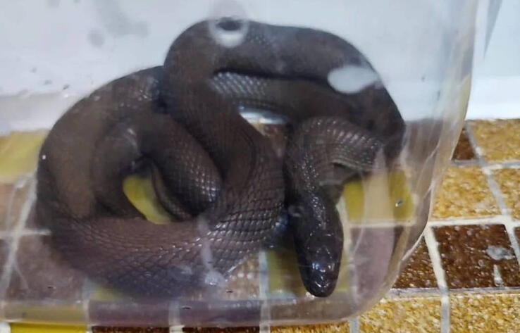 В Усть-Каменогорске змея заползла в квартиру