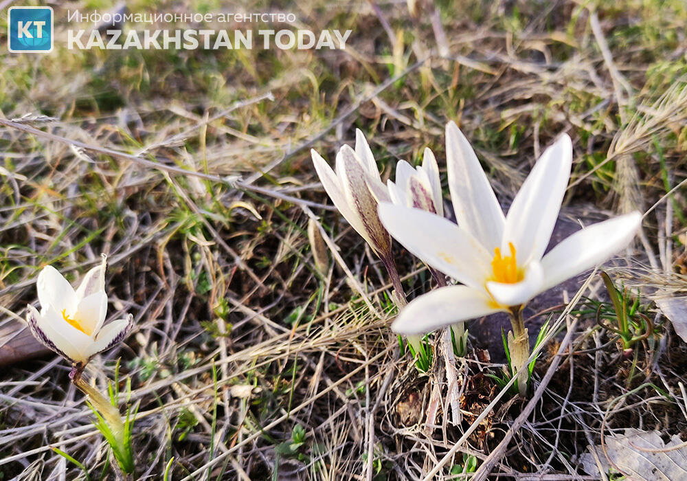 В большинстве регионов Казахстана ожидается погода без осадков