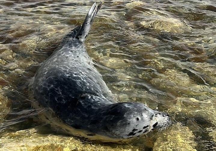 Житель Актау снял на видео тюленя, отдыхающего на мелководье