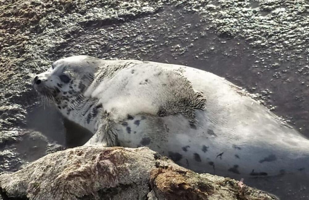 Краснокнижного каспийского тюленя спасли в Актау