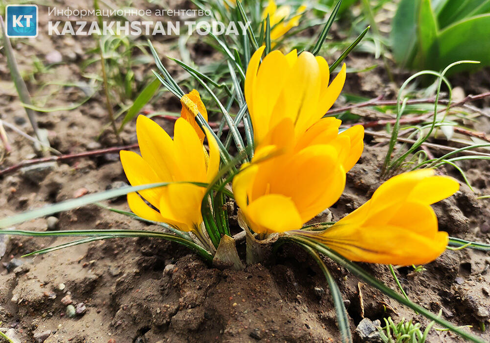 Потепление до 25 градусов тепла ожидается на юге Казахстана 