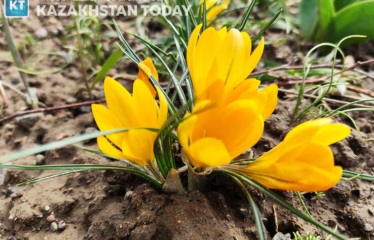 Потепление до 25 градусов тепла ожидается на юге Казахстана 