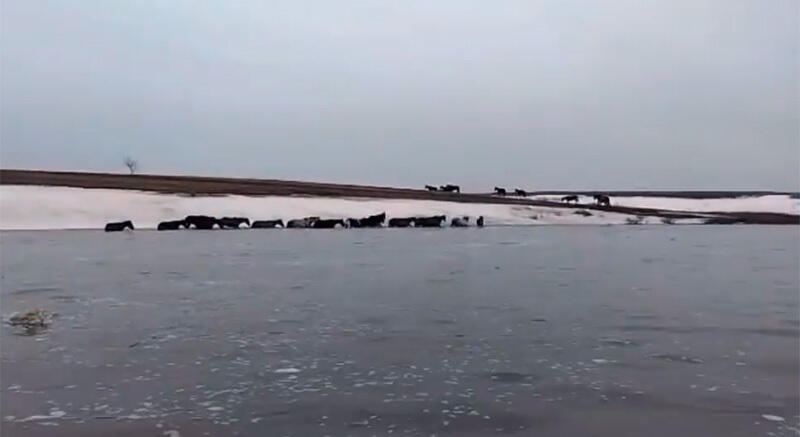 В Актюбинской области из воды спасли 30 лошадей 