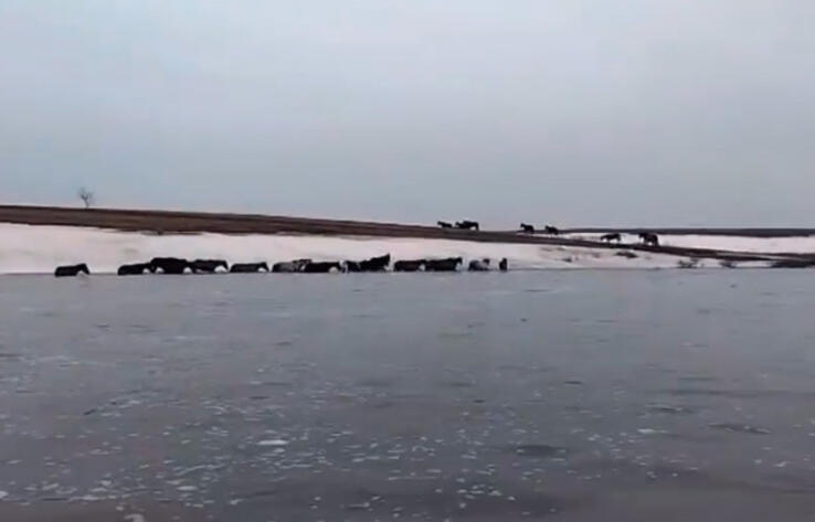 В Актюбинской области из воды спасли 30 лошадей 