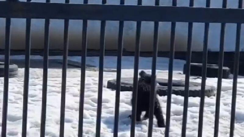 В Карагандинском зоопарке родились два медвежонка
