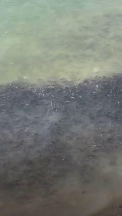 В Шардаринском водохранилище зафиксировали массовую гибель рыбы