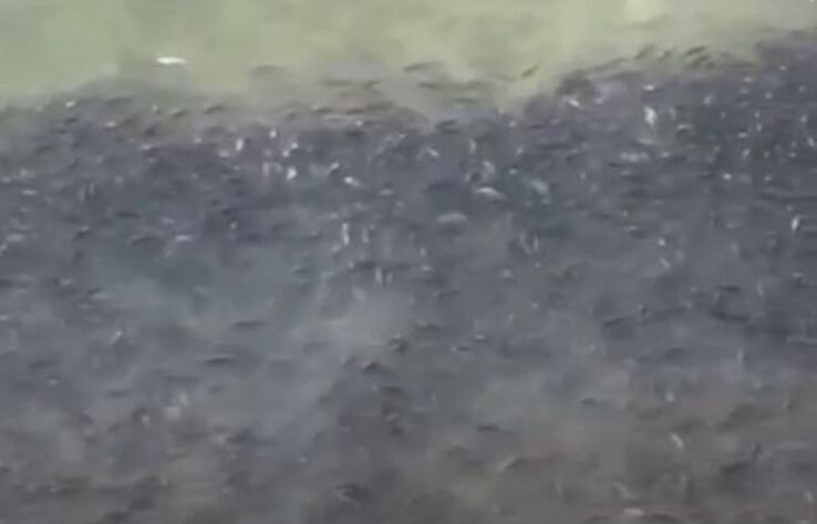 В Шардаринском водохранилище зафиксировали массовую гибель рыбы