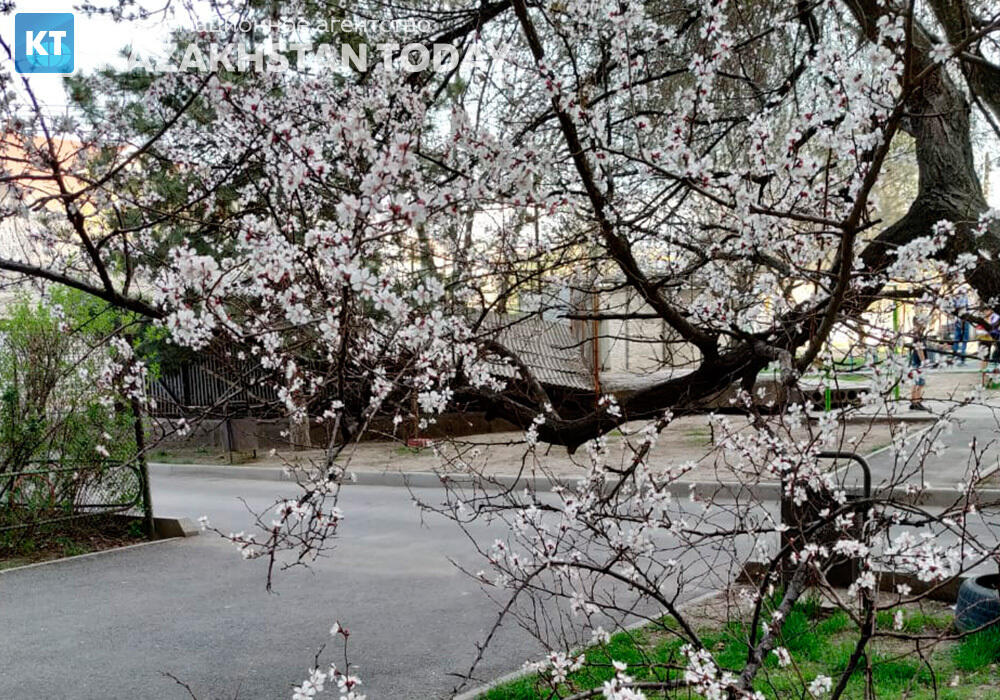 Весна в Алматы