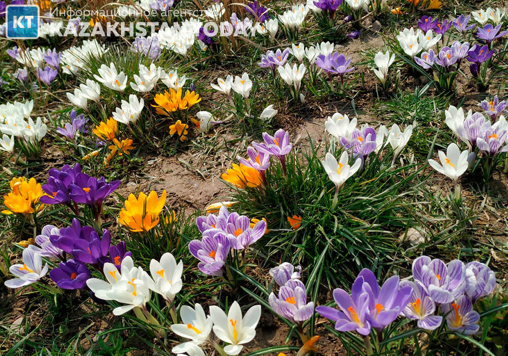 Весна в Алматы
