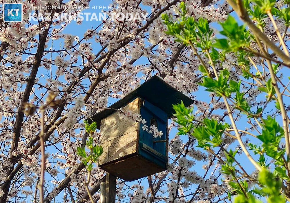 Алматыдағы көктем