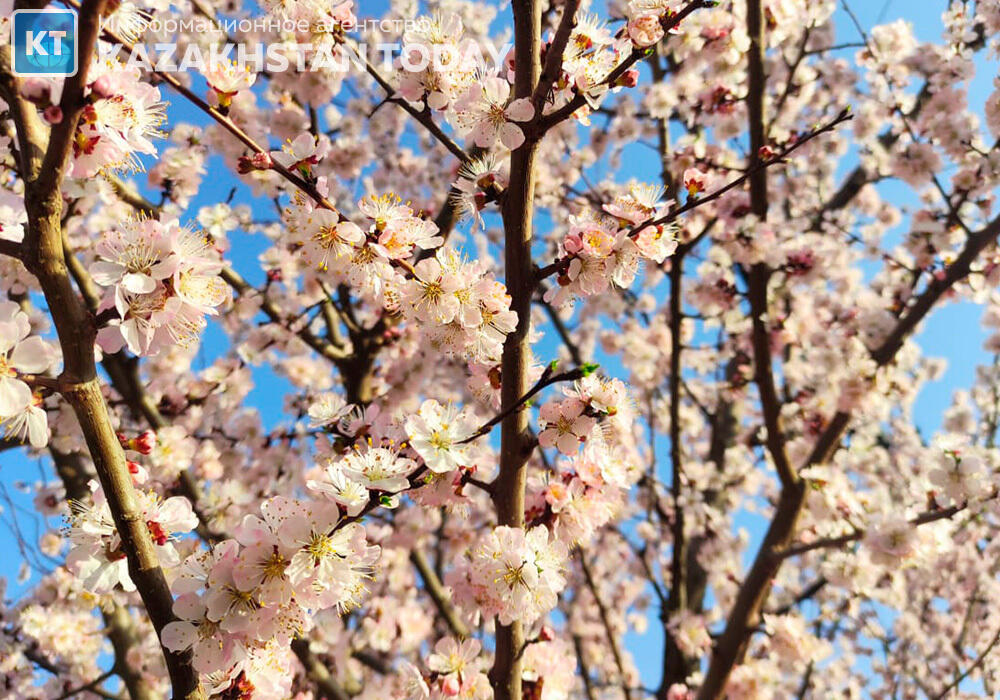 Алматыдағы көктем