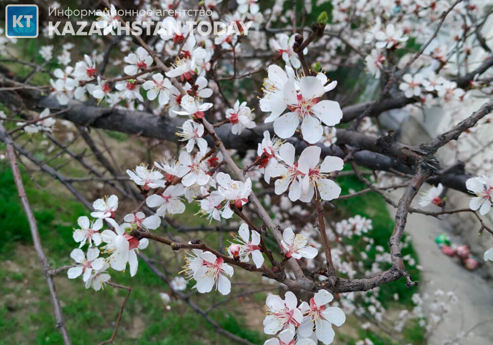 Алматыдағы көктем