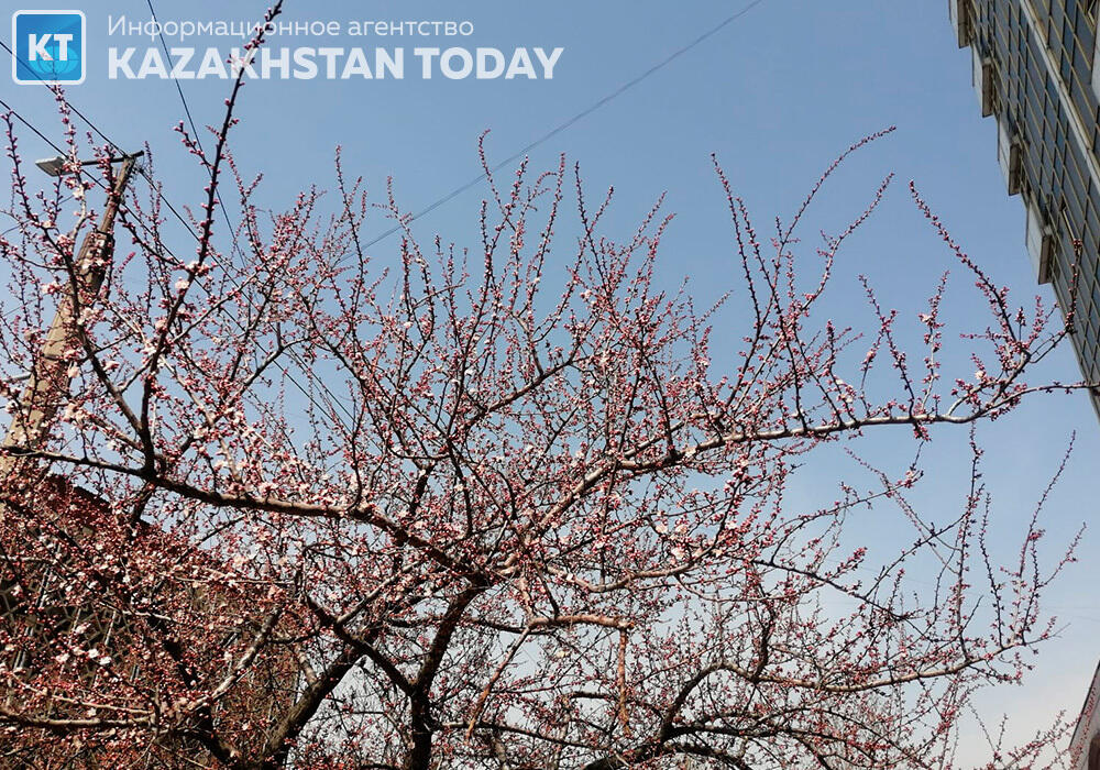 Алматыдағы көктем