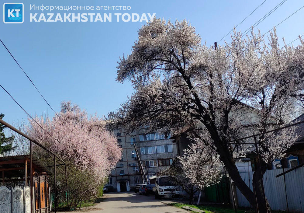 Алматыдағы көктем
