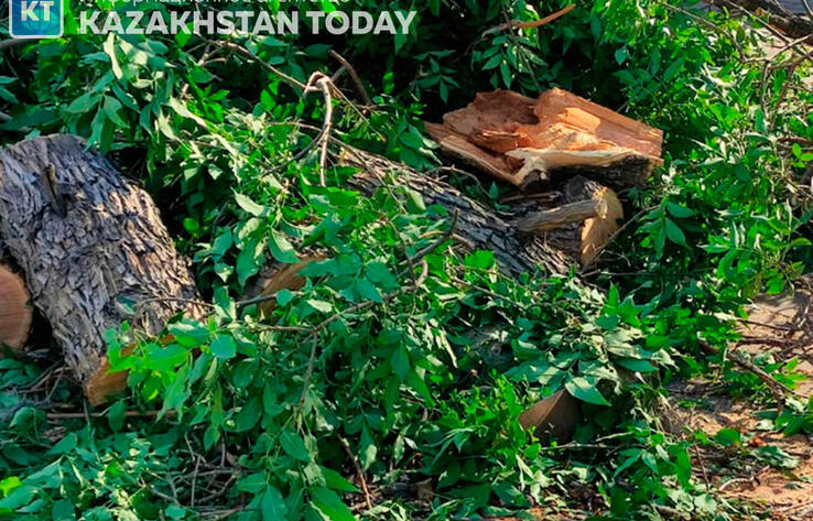 Вырубка яблоневых садов в Алматы: возбуждено уголовное дело