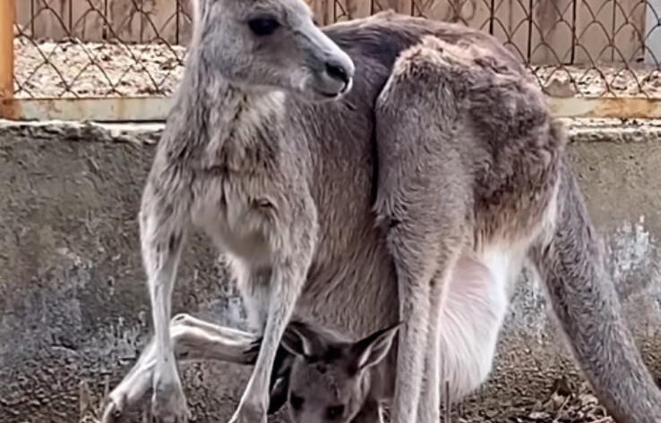 В Алматинском зоопарке родился кенгуренок 