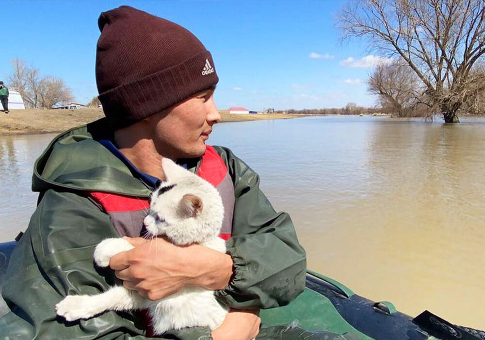 В Актюбинской области спасли кошку, которая долгое время провела на дереве из-за паводков