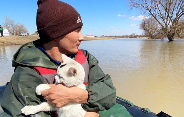 В Актюбинской области спасли кошку, которая долгое время провела на дереве из-за паводков
