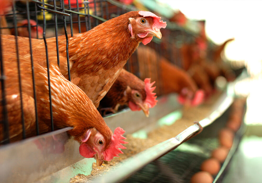 В Казахстане за два года обанкротились четыре птицефабрики 