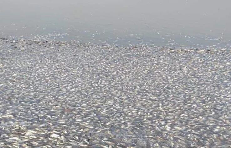 В СКО произошла массовая гибель рыбы