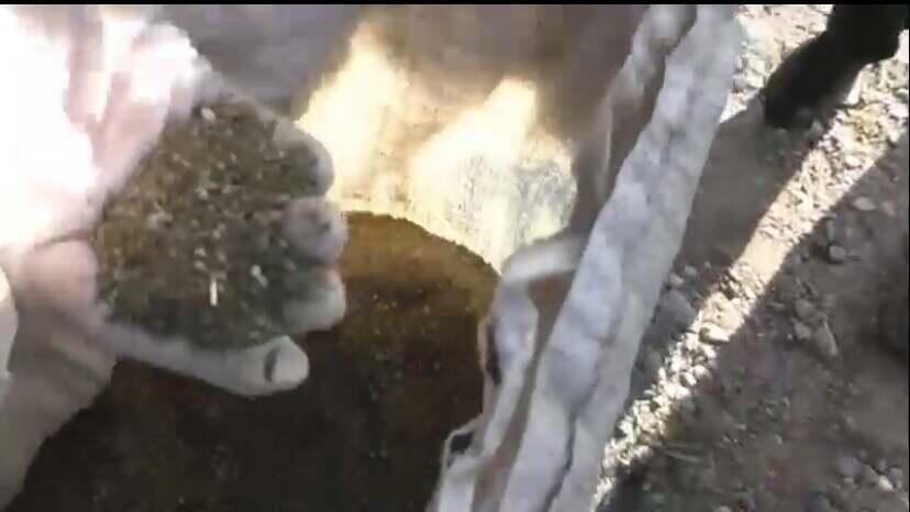 У жителя Туркестанской области в багажнике авто обнаружили 200 кг марихуаны 