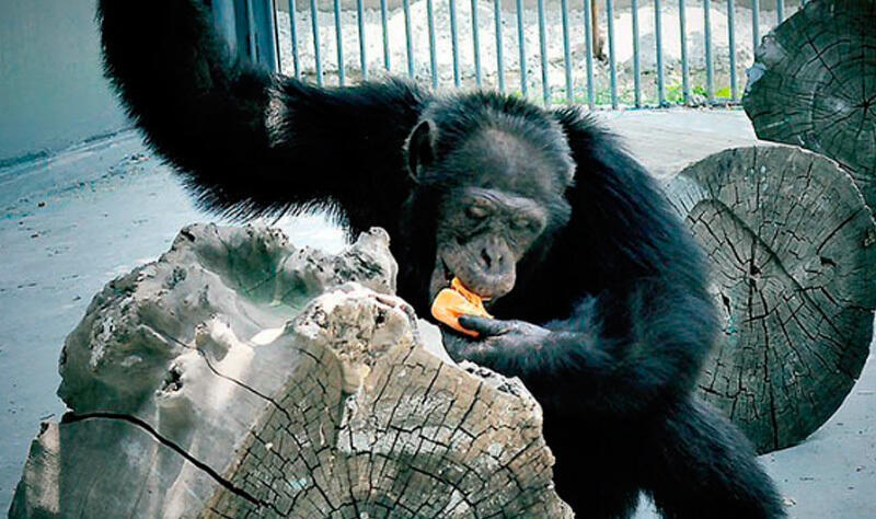 В Алматинском зоопарке шимпанзе толкнул женщину и коляску с ребенком