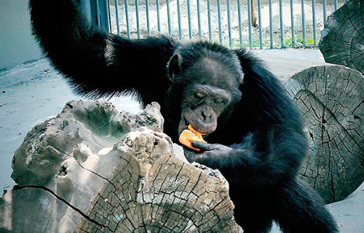 В Алматинском зоопарке шимпанзе толкнул женщину и коляску с ребенком