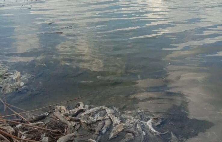 В Павлодарской области на реке Ильюшка погибла рыба