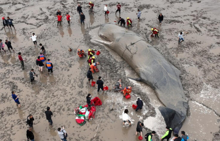 В Китае спасателям удалось вернуть в море застрявшего на мели 70-тонного кашалота
