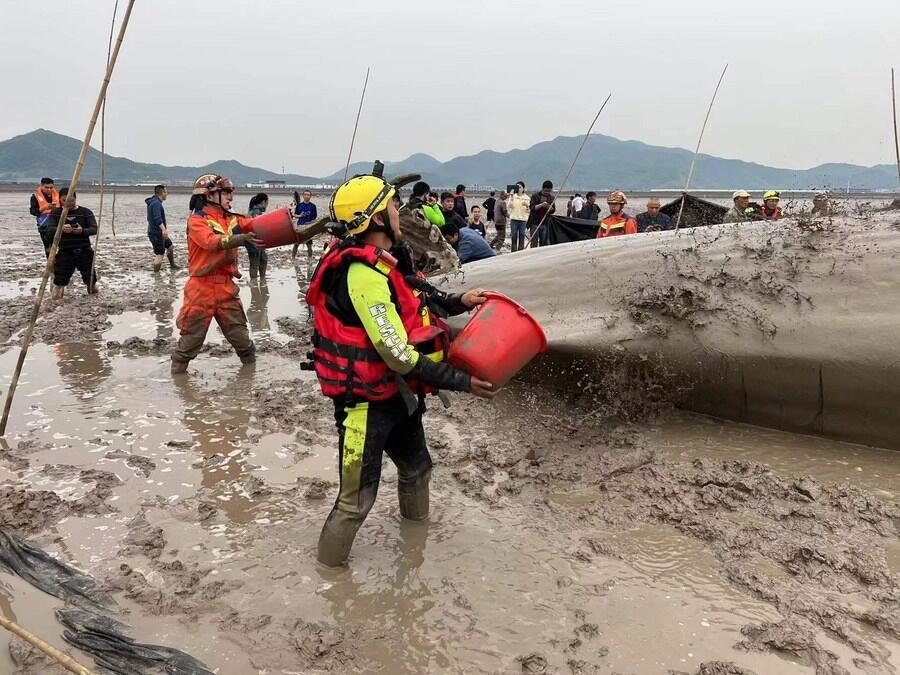 В Китае спасателям удалось вернуть в море застрявшего на мели 70-тонного кашалота. Фото: Xinhua