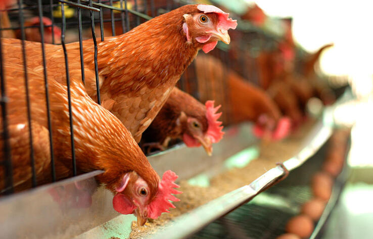 В Казахстане двукратно увеличат субсидирование производства яиц