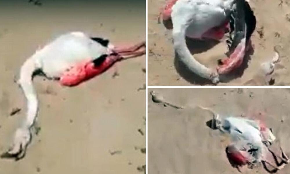 В Мангистауской области обнаружены мертвые фламинго
