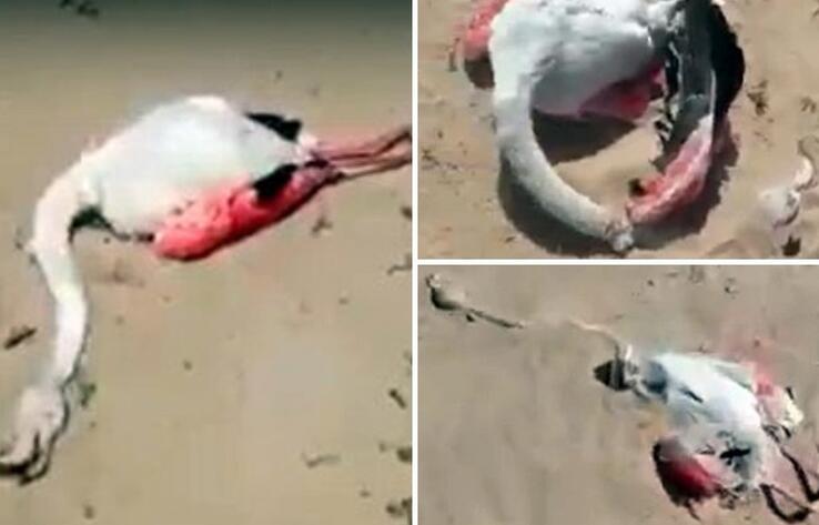 В Мангистауской области обнаружены мертвые фламинго