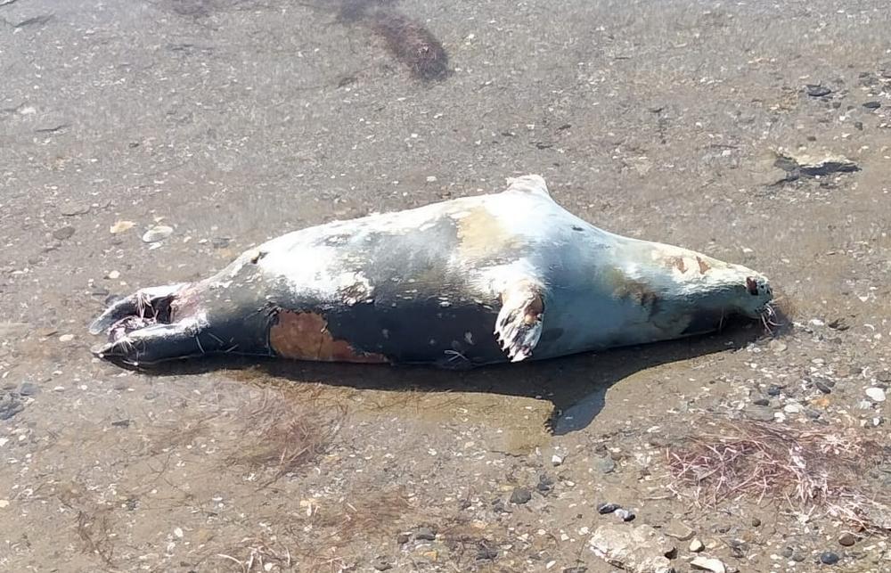 Житель Мангистауской области заснял на побережье Каспия мертвых тюленей . Фото: местного жителя