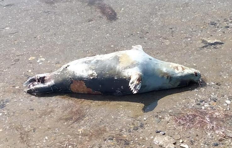Житель Мангистауской области заснял на побережье Каспия мертвых тюленей 