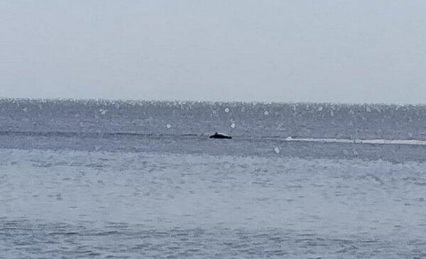 Житель Мангистауской области заснял на побережье Каспия мертвых тюленей . Фото: местного жителя