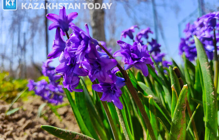 Погода без осадков ожидается в большинстве регионов Казахстана