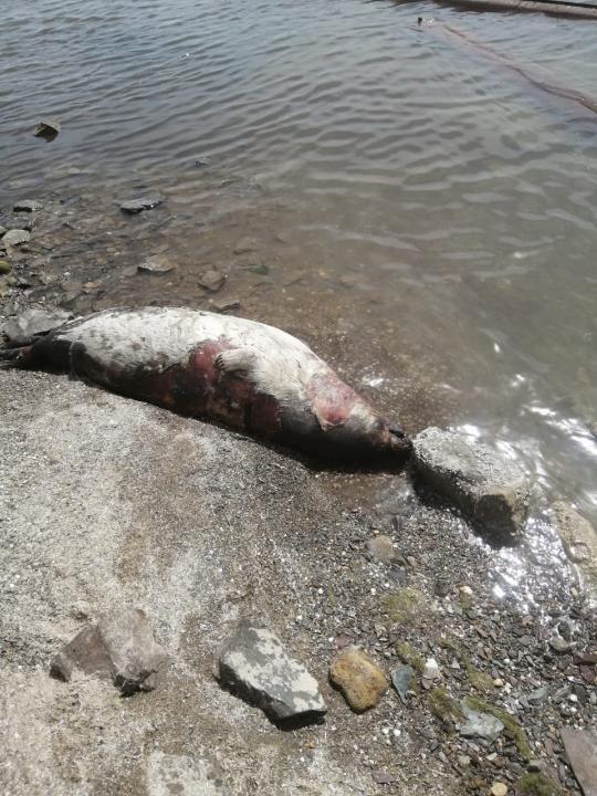 Более 90 погибших тюленей обнаружили на побережье Каспия в Мангистауской области