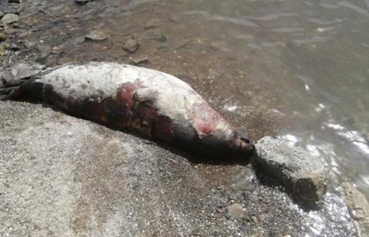 Более 90 погибших тюленей обнаружили на побережье Каспия в Мангистауской области