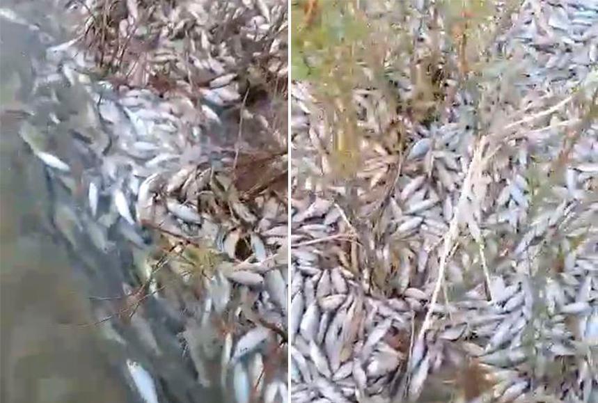 В Атырауской области произошла массовая гибель рыбы