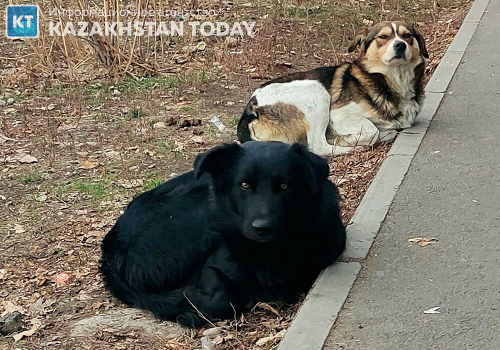 В Мангистауской области за три месяца убили больше 2000 собак и кошек