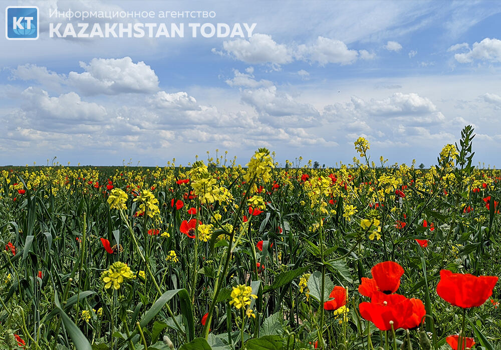 Красота весенних полей в Алматинской области