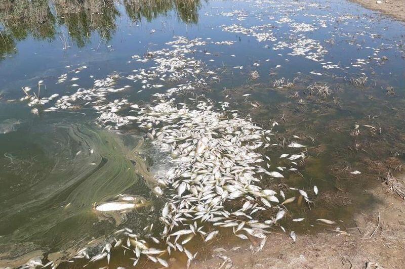 Рыба продолжает гибнуть из-за обмеления озер в Атырауской области 