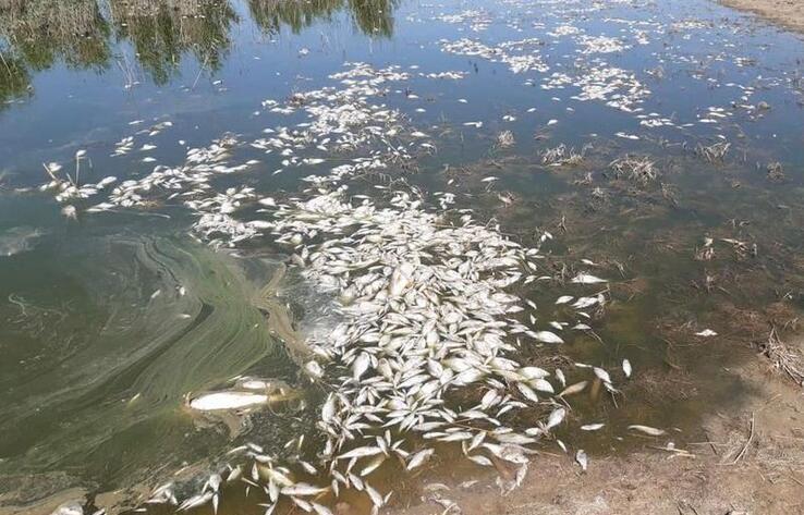 Рыба продолжает гибнуть из-за обмеления озер в Атырауской области 