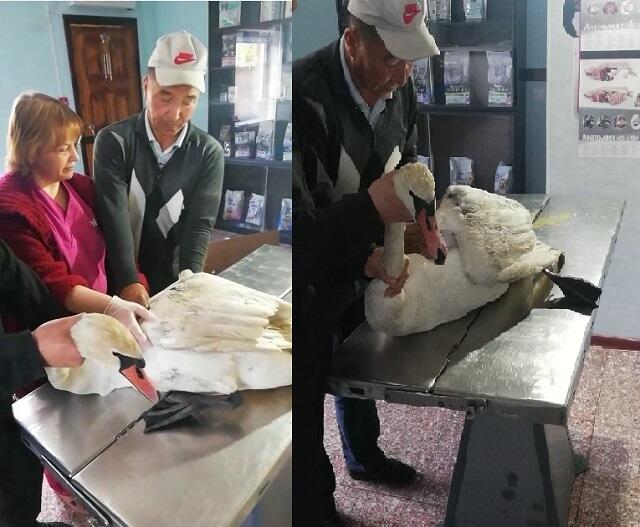 В Павлодарской области приютили травмированного лебедя