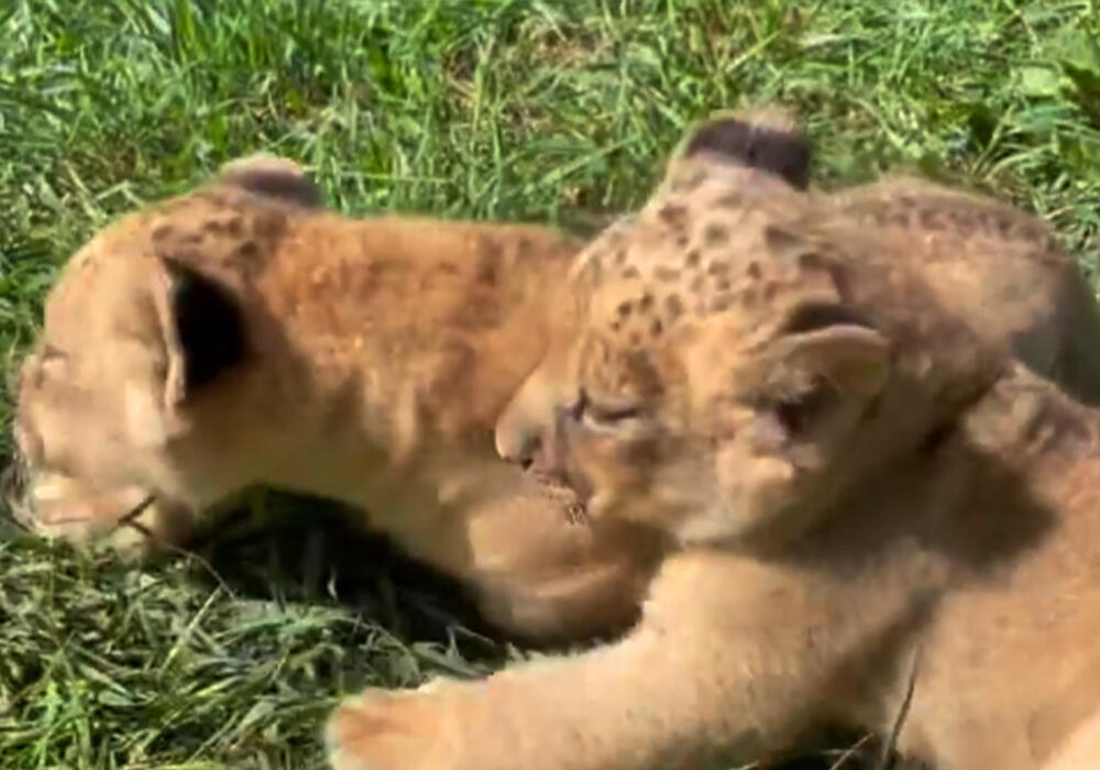 В Карагандинском зоопарке родились львята