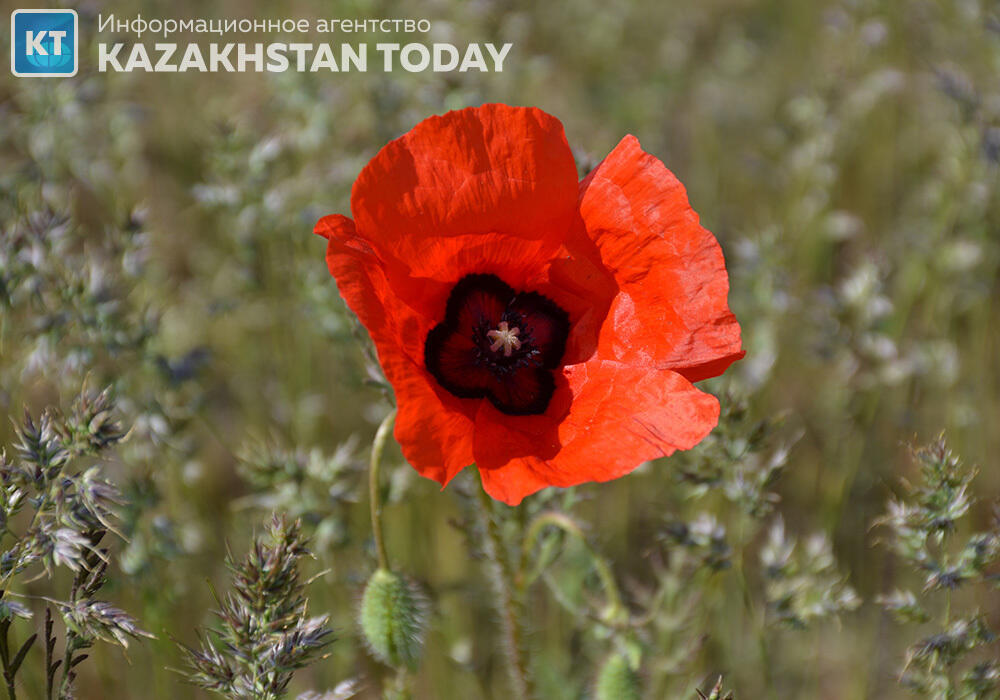 Какая погода ожидается в Казахстане в понедельник