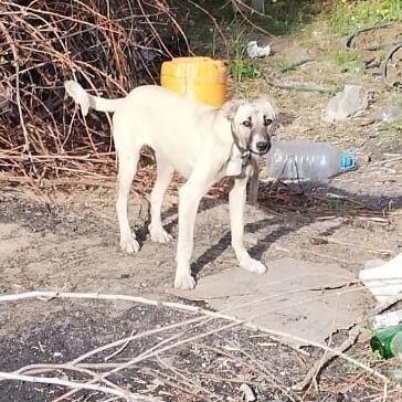 В Павлодаре живодер убил собаку и хотел ее съесть