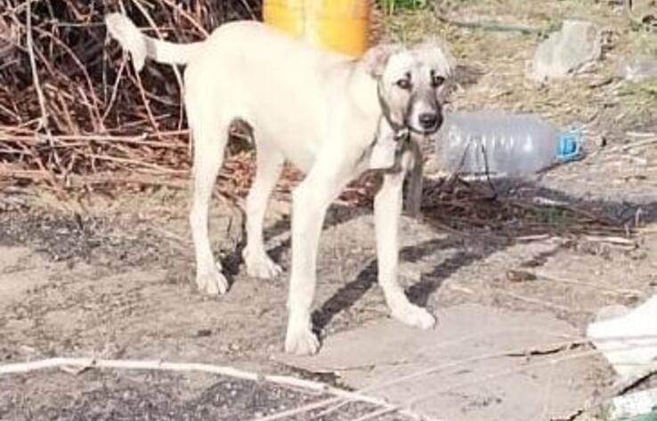 В Павлодаре живодер убил собаку и хотел ее съесть