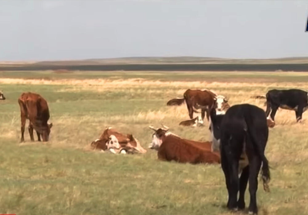 Скот массово заражается неизвестной болезнью в Акмолинской области